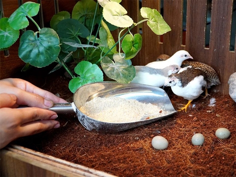 Cập nhật bảng giá giống gà Rutin mới nhất 2026 : cách nuôi gà rutin hiệu quả