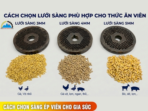 Cách chọn máy và cỡ sàng máy ép cám viên theo quy mô chăn nuôi