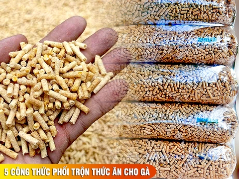 5 công thức phối trộn thức ăn cho gà thả vườn và hướng dẫn ép cám viên tại nhà