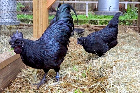 Gà đen Tây Bắc có tác dụng gì ? Gà đen và gà ác khác nhau như thế nào