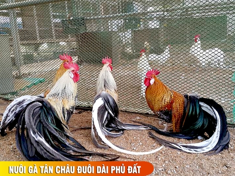 Nuôi gà Tân Châu đuôi dài phủ đất : chế độ dinh dưỡng từ chuyên gia