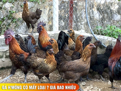 Gà H'Mông có mấy loại ? Bí quyết nuôi gà H'mong thuần chủng năng suất cao