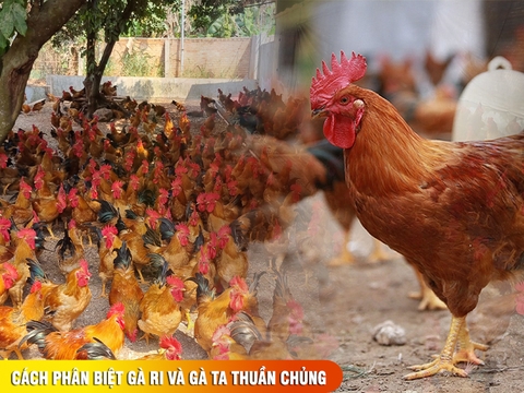 Gà ri là gà gì ? Cách phân biệt gà ri và gà ta thuần chủng 2026