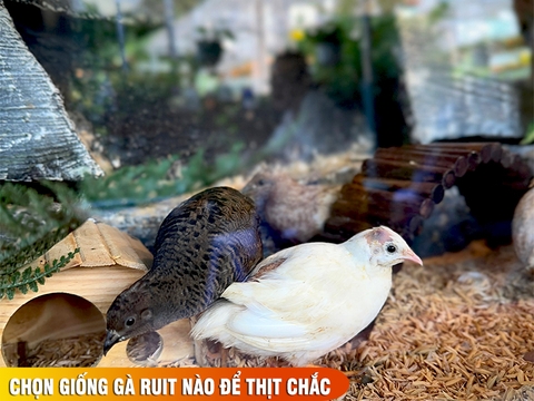 Chọn giống gà RUIT nào để thịt chắc, lớn nhanh và ít bệnh tật