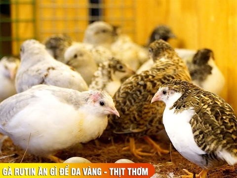 Gà Rutin ăn gì để da vàng, thịt thơm và tiết kiệm chi phí thức ăn