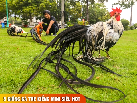 Top 5 giống gà tre kiểng mini ''đẹp mê hồn - dễ nuôi - ít bệnh'' xu hướng năm 2026