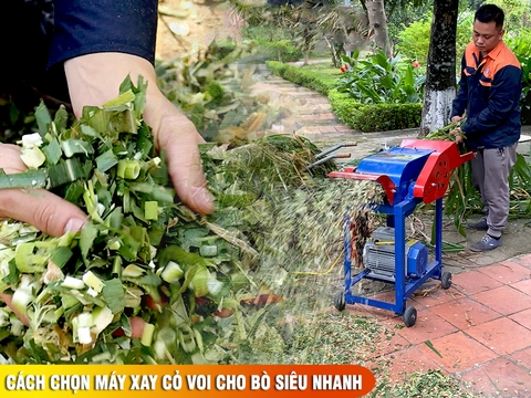 Cách chọn máy xay cỏ voi cho bò siêu nhanh, siêu tiết kiệm nhân công