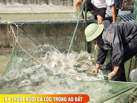 Nuôi cá lóc cho ăn gì ? Kỹ thuật nuôi cá lóc trong ao đất và trong bể