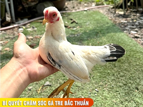 Bí quyết chăm sóc gà tre Bắc thuần chủng: chế độ dinh dưỡng và phòng bệnh từ A_Z
