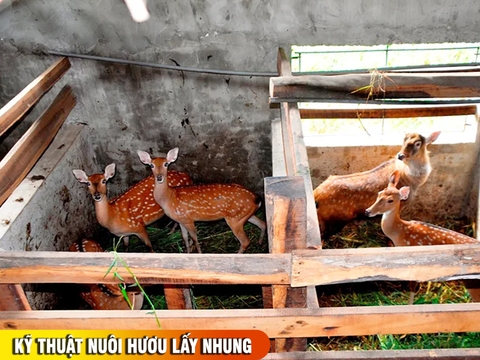 Kỹ thuật nuôi hươu lấy nhung: từ chọn giống đến cách lấy nhung hiệu quả