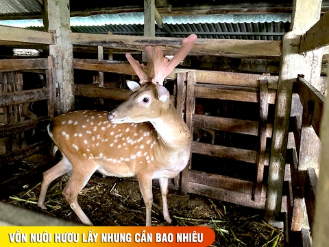 Nhung hươu có tác dụng gì ? Vốn nuôi hươu lấy nhung cần bao nhiêu