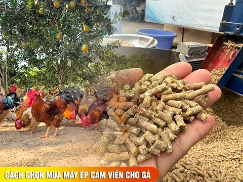 Cách chọn mua máy ép cám viên cho gà từ A-Z tiết kiệm 40% chi phí