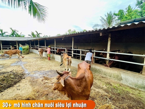 30+ mô hình chăn nuôi mới lạ hiệu quả ''vốn ít, lợi nhuận cao''