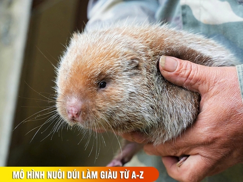 Mô hình nuôi dúi làm giàu: hướng dẫn từ A-Z cho người mới bắt đầu