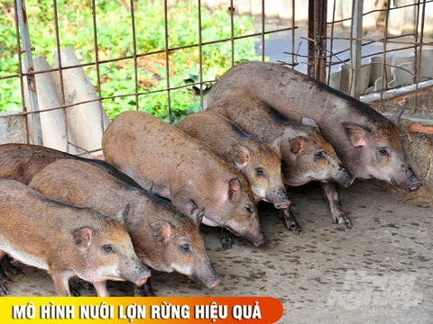 Mô hình nuôi heo rừng tại nhà ? Cách làm chuồng heo rừng đơn giản