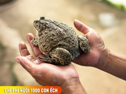 Một mét vuông nuôi được bao nhiêu ếch, chi phí nuôi 1000 con ếch