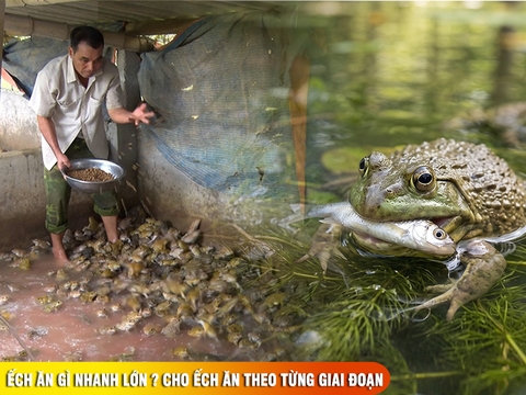 Ếch ăn gì nhanh lớn ? Cách cho ếch ăn theo từng giai đoạn