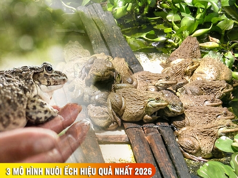 3 mô hình nuôi ếch hiệu quả nhất 2026: cách làm chuồng nuôi ếch trong bể bạt và trên cạn