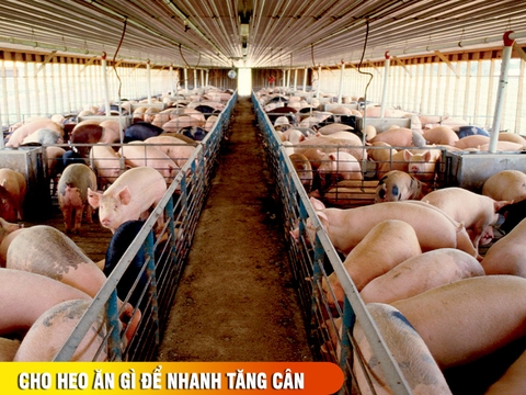 Cho heo ăn gì để nhanh tăng cân ? Cách nuôi heo 3 tháng xuất chuồng