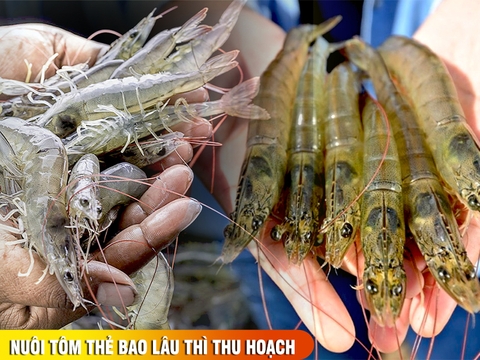 Tôm thẻ chân trắng bao nhiêu 1kg ? Nuôi tôm thẻ bao lâu thì thu hoạch