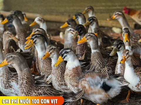 Nuôi vịt 45 ngày có lãi không. Chi phí nuôi 100 con vịt