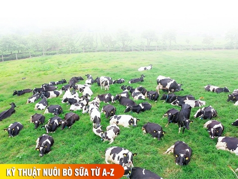 Kỹ thuật nuôi bò sữa từ A-Z:  Quy trình chăm sóc và cách chống nóng hiệu quả