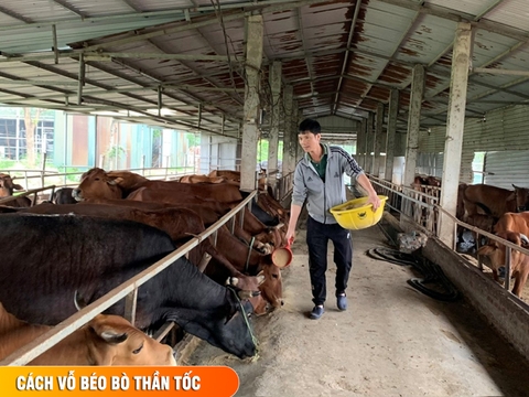 Giai đoạn vỗ béo bò thịt kéo dài bao lâu ? Cách võ béo bò thần tốc