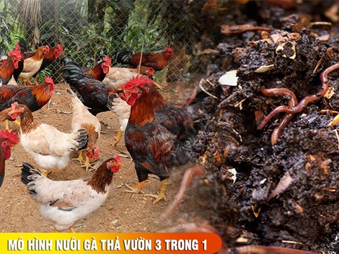 Nuôi gà thả vườn quy mô nhỏ - mô hình nuôi gà thả vườn 3 trong 1