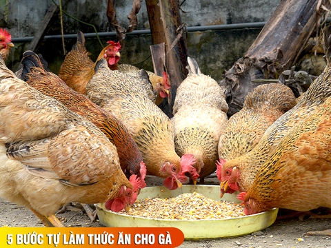 4 bước tự làm thức ăn cho gà: từ chọn nguyên liệu đến khâu ép viên
