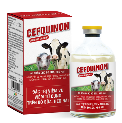 CEFQUINON BÒ SỮA