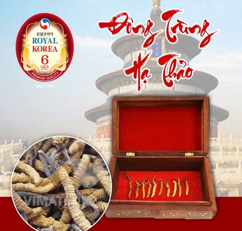 Đông trùng hạ thảo Nepal nguyên con (20gram - 40/44 con)