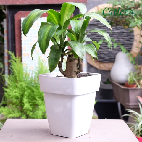CHẬU TRỒNG CÂY THÔNG MINH - LTTC 35H