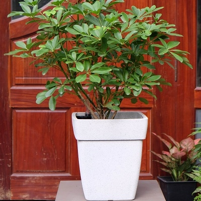 CHẬU TRỒNG CÂY THÔNG MINH - LTTC 36