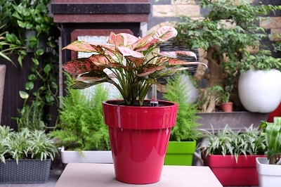 CHẬU TRỒNG CÂY THÔNG MINH - LTTC 36C