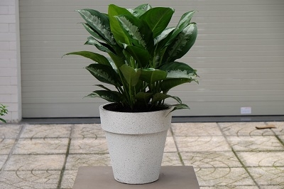 CHẬU TRỒNG CÂY THÔNG MINH - LTTC 36F