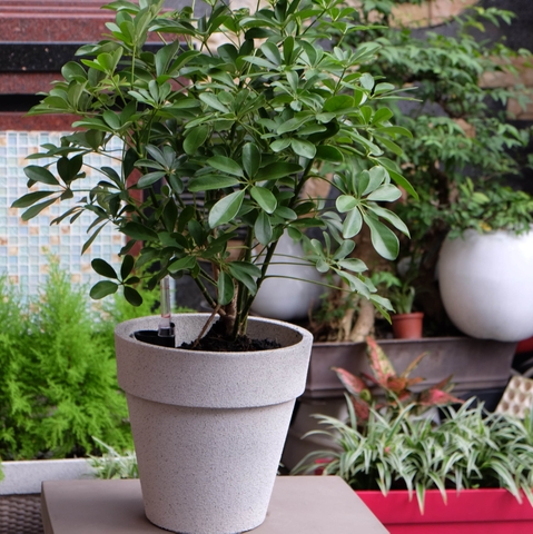 Chậu trồng cây LTTC12