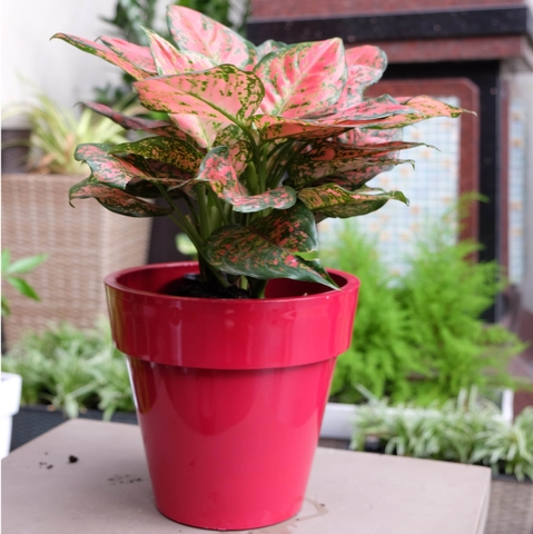 Chậu trồng cây LTTC13