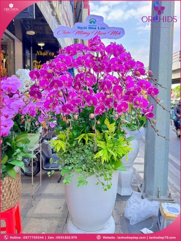 Chậu hoa lan hồ điệp tím 20 cành T231