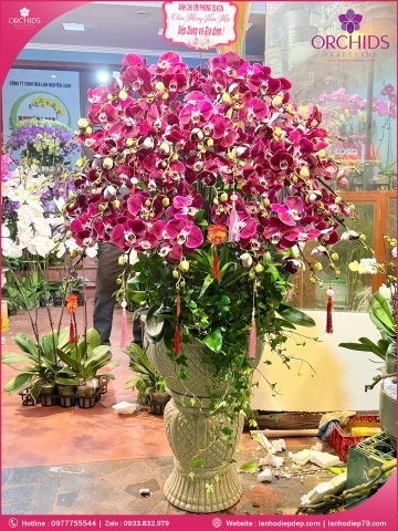 Chậu hoa lan hồ điệp tím 30 cành T233