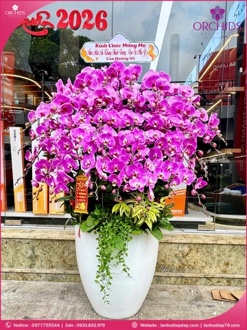 Chậu hoa lan hồ điệp tím 37 cành T234