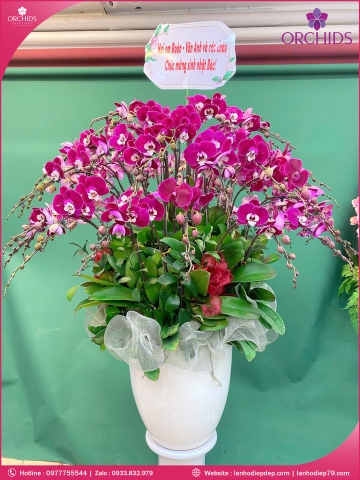 Chậu hoa lan hồ điệp tím 50 cành T235