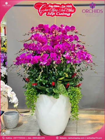 Chậu hoa lan hồ điệp tím 50 cành T236