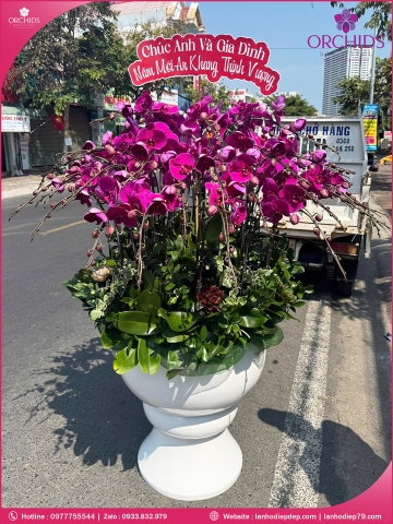 Chậu hoa lan hồ điệp tím 50 cành T237