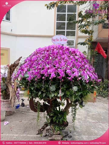 Chậu hoa lan hồ điệp tím ghép lũa 66 cành T238