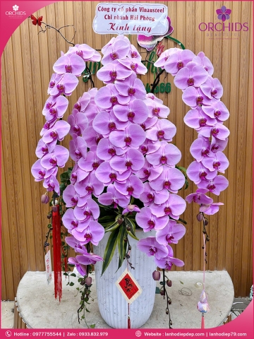 Chậu hoa lan hồ điệp vip nữ hoàng 5 cành VNH14
