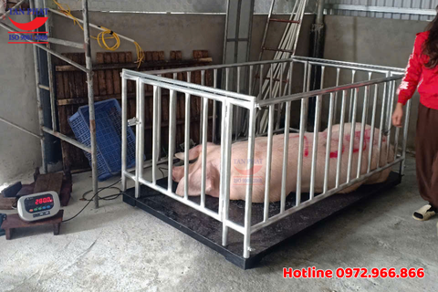 Cân động vật có lồng