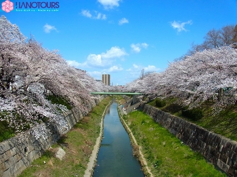 Nhật Bản mùa hoa anh đào: Tokyo - Phú Sỹ - Nagoya - Kyoto - Osaka