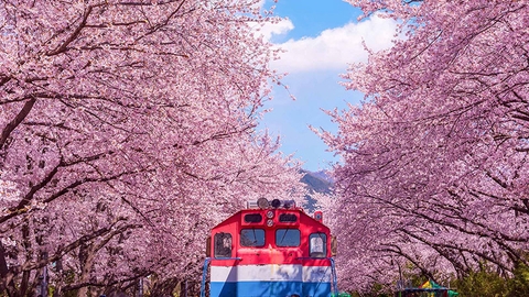 Tour du lịch Hàn Quốc 6 ngày 5 đêm mùa hoa anh đào: Busan - Seoul