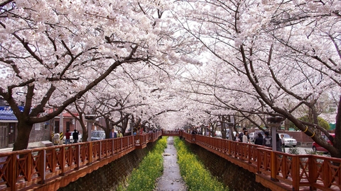 Tour du lịch Hàn Quốc 6 ngày 5 đêm mùa hoa anh đào: Busan - Jinhae - Seoul - Nami