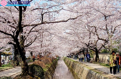 Nhật Bản mùa hoa anh đào 2019: Tokyo - Phú Sỹ - Nagoya - Mie - Kyoto - Osaka